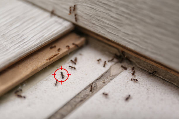 Best Commercial Pest Control Services  in Landover, MD