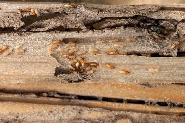 Best Best Pest Control Companies  in Landover, MD