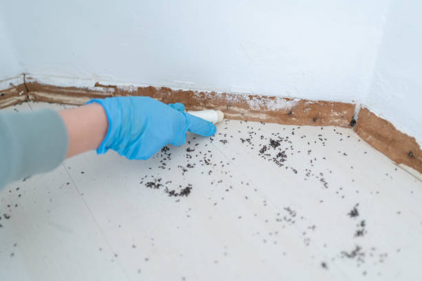 Best Rat Extermination Near Me  in Landover, MD